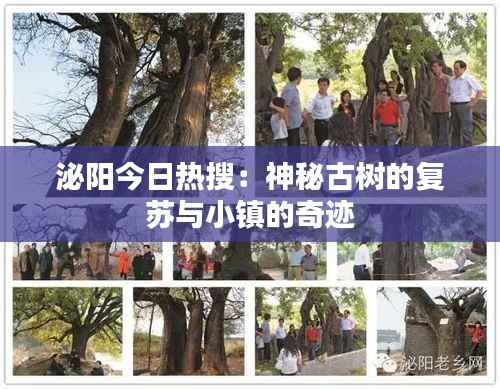 泌阳今日热搜：神秘古树的复苏与小镇的奇迹