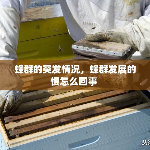蜂群的突发情况,蜂群发展的慢怎么回事