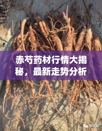 赤芍药材行情大揭秘,最新走势分析,洞悉市场动向!