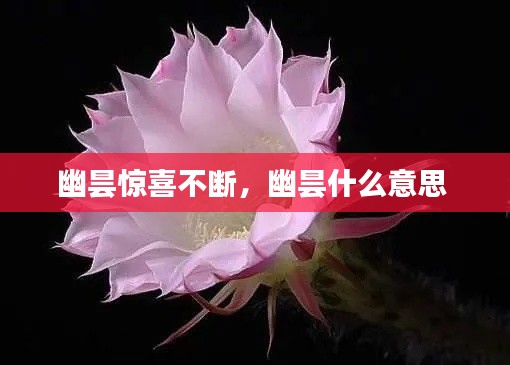 幽昙惊喜不断,幽昙什么意思