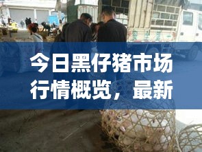 今日黑仔猪市场行情概览,最新动态一网打尽